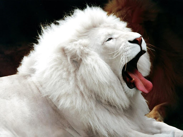 Snow White Lion