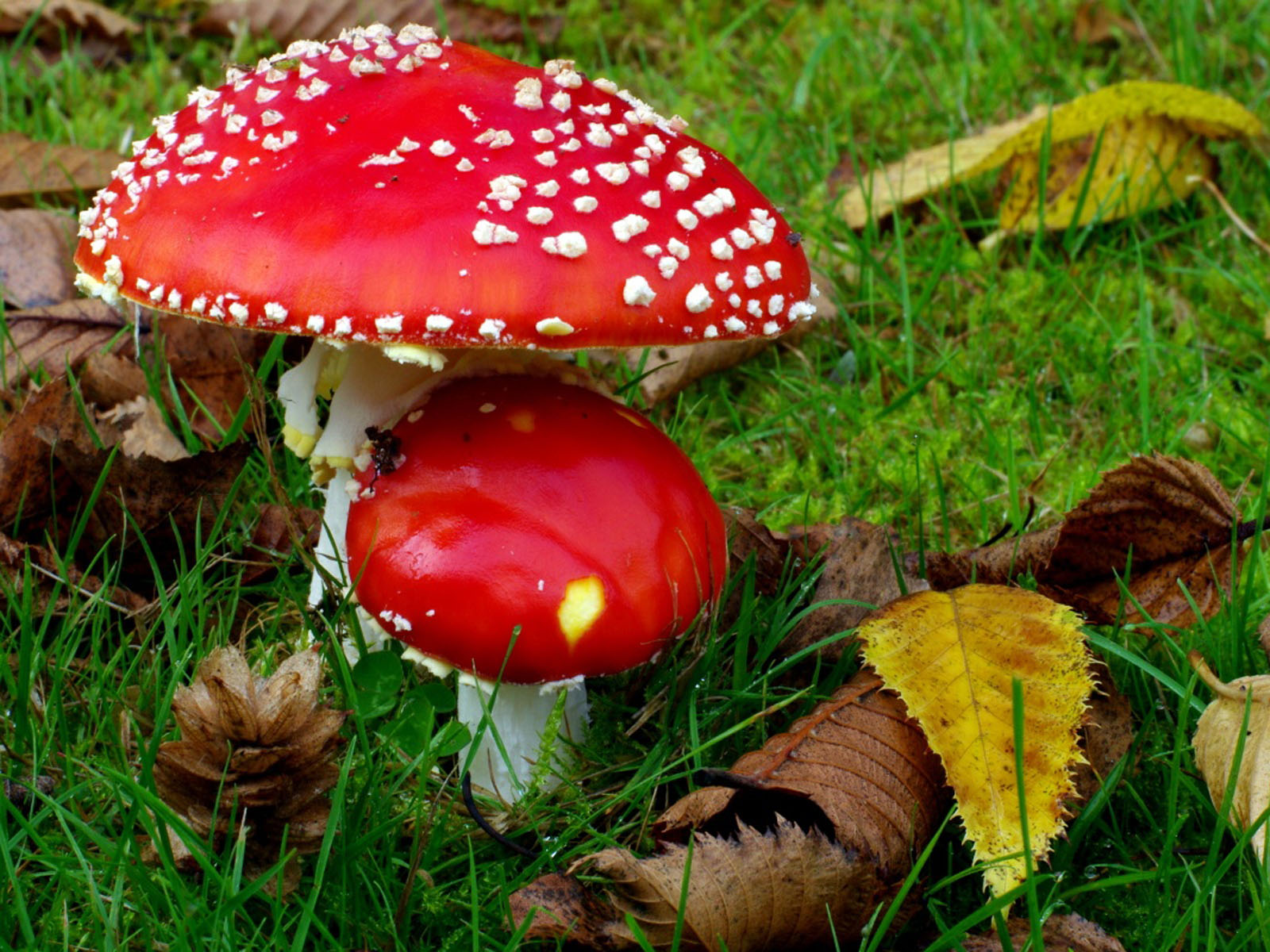 wallpaper Red Mushrooms