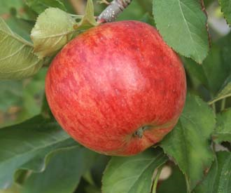 Opal Apple Adventure; A Forbidden Fruit…Sort Of – R. Perkins Blog
