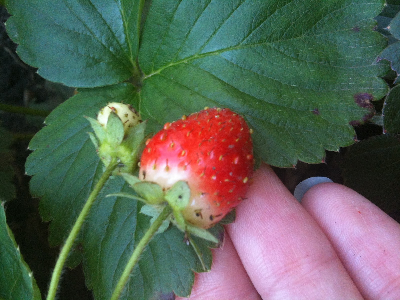 gardening, strawberries