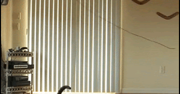 Funny Cat Trying To Catch A Long String Stuck On Ceiling Fan