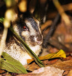 Arnab belang Sumatera- sumatran striped rabbit