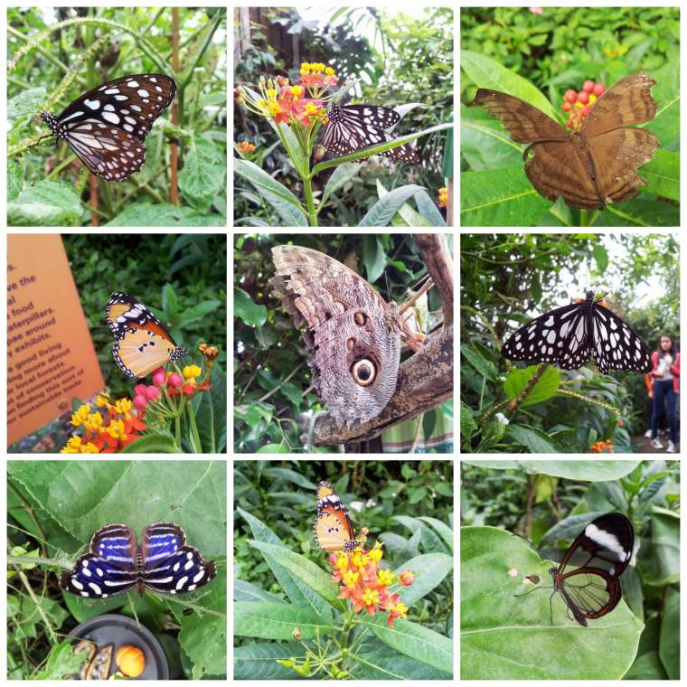 Butterfly Paradise: Wordless Wednesday