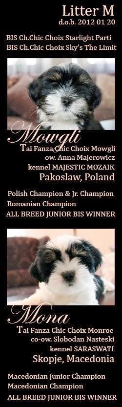 Tai Fanza litter #1