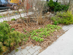 Paul Jung Gardening Services Toronto Leslieville spring garden cleanup before
