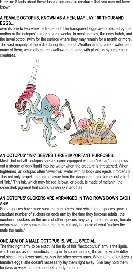Octopus facts for kids