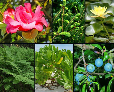 Pengertian, Ciri Ciri dan Klasifikasi Kingdom Plantae (Tumbuhan) Ciri Ciri dan Klasifikasi Kingdom Plantae Pengertian, Ciri Ciri dan Klasifikasi Kingdom Plantae (Tumbuhan)