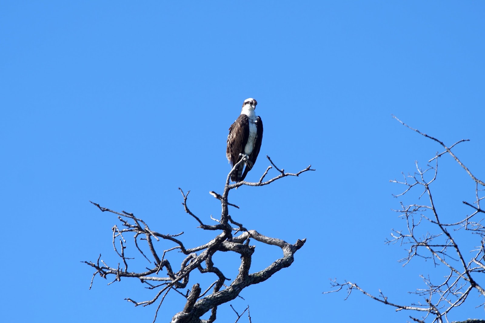 Mid Sierra Musings Millerton Lake Bald Eagle Tours