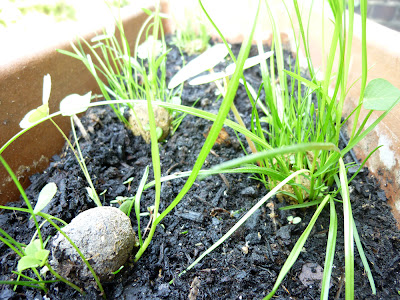 Ahoimeise: Neues aus dem Blumenkasten | News from the flower pot