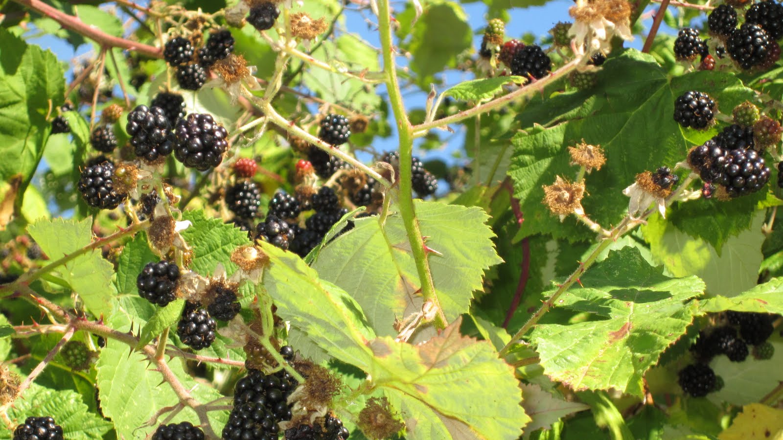 Blackberry Jam Fruit Tree Fruit Trees