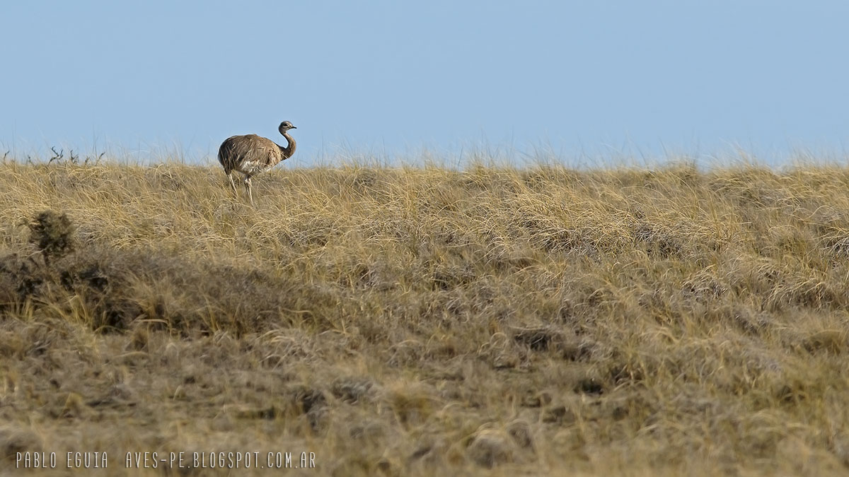 mis fotos de aves: Rhea pennata Choique Lesser Rhea