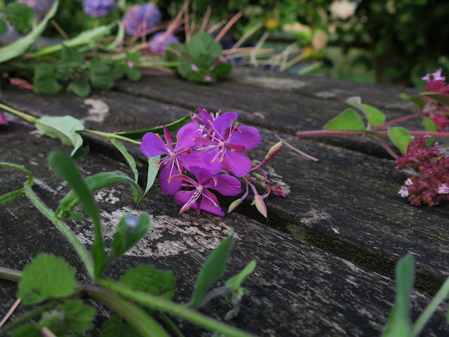 Willow Herb flower (with Marjoram flower on its right) Willow Herb flower (with Marjoram flower on its right)