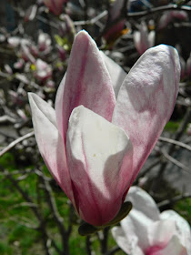 Saucer magnolia Magnolia x soulangeana by garden muses-not another Toronto gardening blog