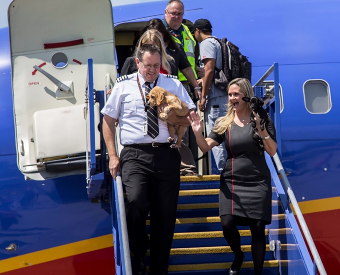 White Wolf Southwest Airlines Fills Cabin With Pets Orphaned During