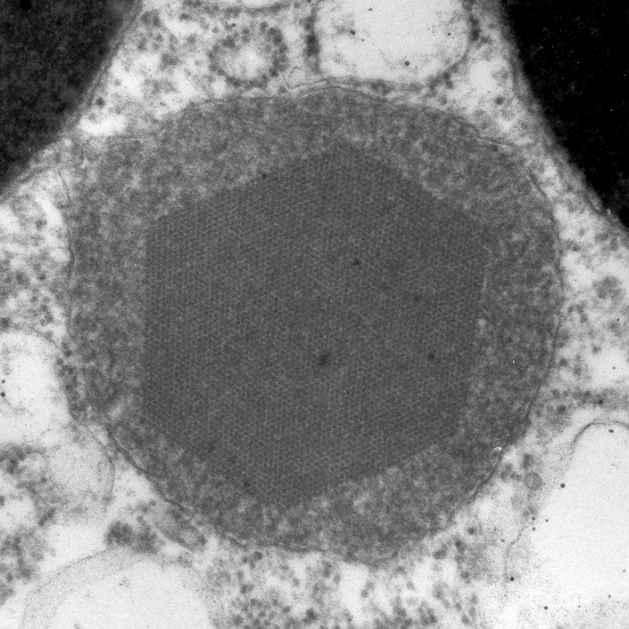 Orgánulos membranosos