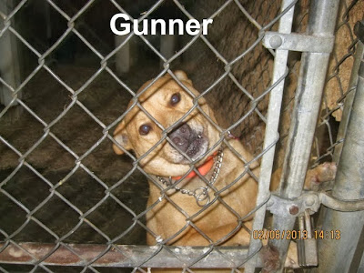 brown dog in a shelter kennel 