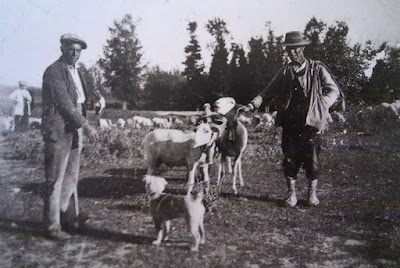 Pastores en la zona de Polvoranca. Leganés en fotografías. leganes_bn_iv_1936_2