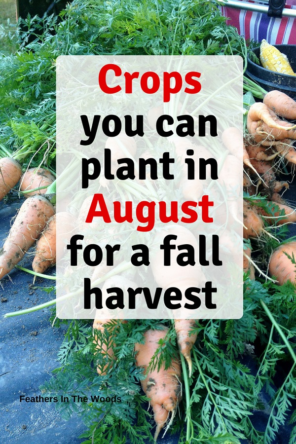 Crops you can plant in August Feathers in the woods