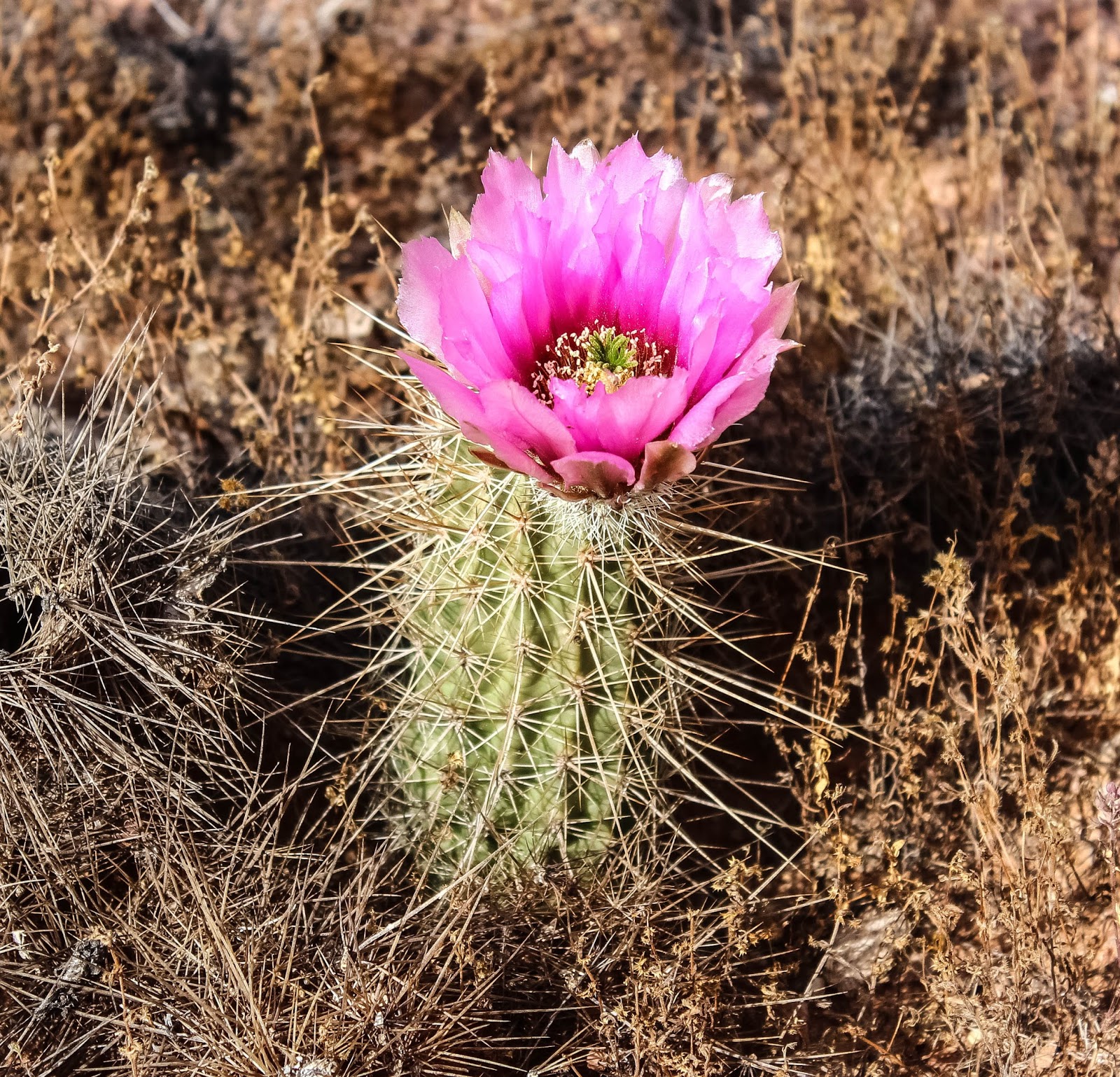 Cannundrums Hedgehog Cactus 2017