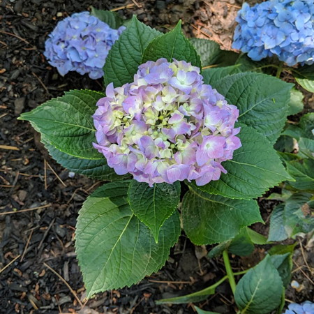 image of a bright purple bloom on a hydrangea