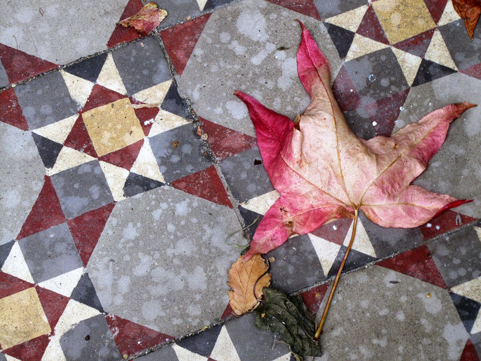 pink leaf on tiled floor