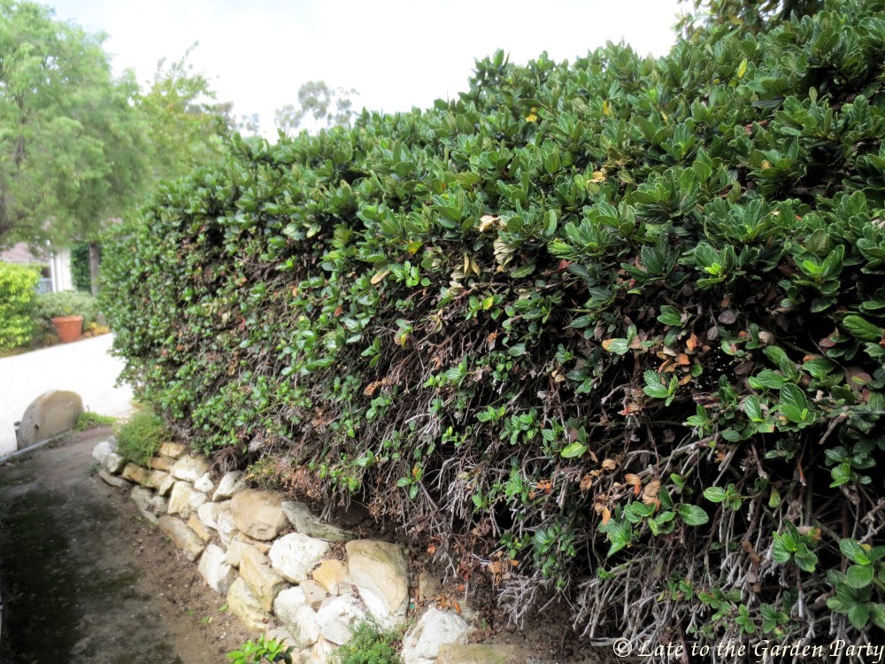 Late to the Garden Party Foliage Followup Hedges