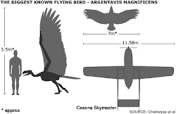 bird argentavis flying magnificens birds largest comparison eagle ever fly measurements compared human condor flight wing andean giant glider thunderbird