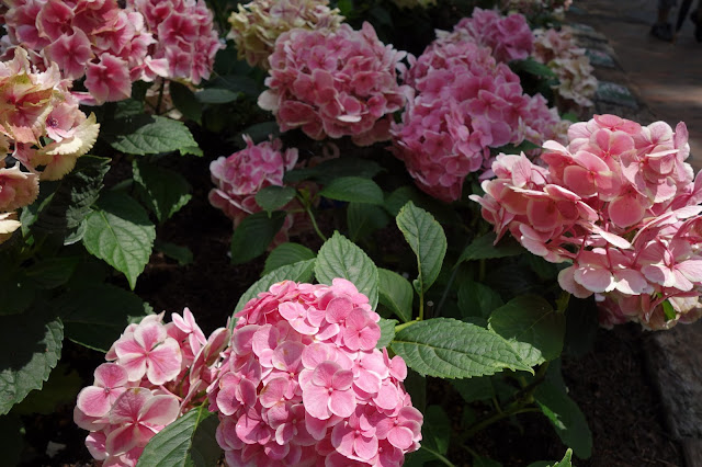 Hydrangea Ajisai Festival Toshimaen