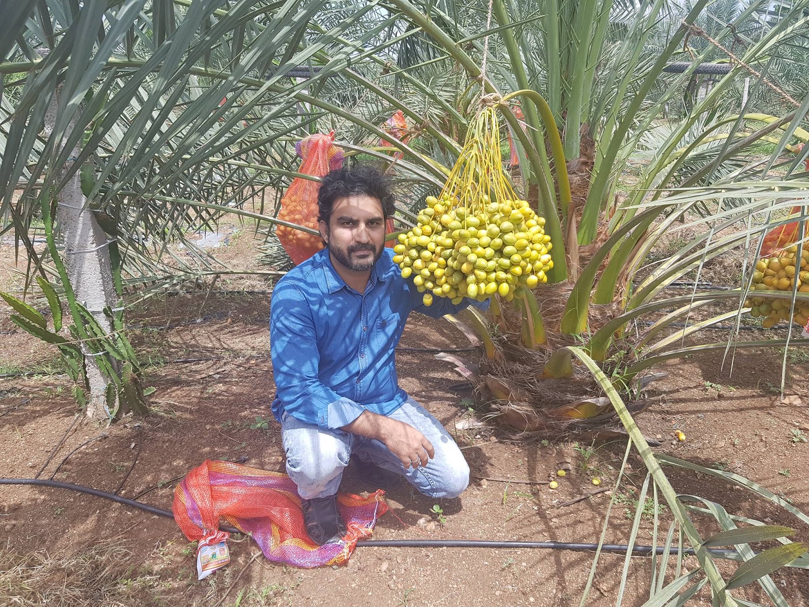 Prathibha Farms About Date palm cultivation INDIA (telangana and