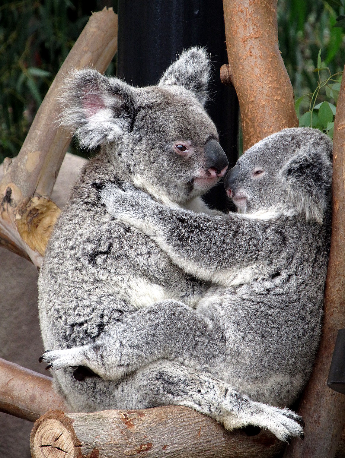 Koala+Kisses.JPG