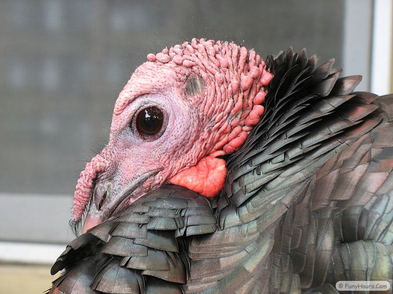 More Turkeys wallpaper | Your Title