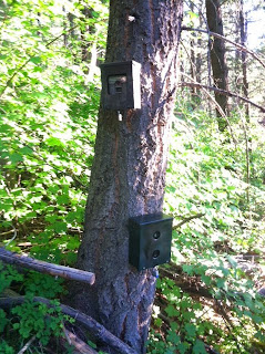 Trail Camera