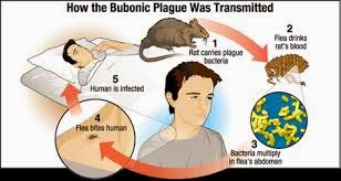 Poultry Management.: Diseases Rats and Mice Spread