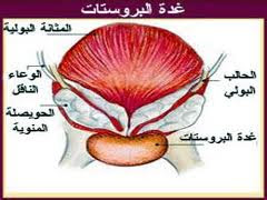 التداوي بالأعشاب 2013 01 06