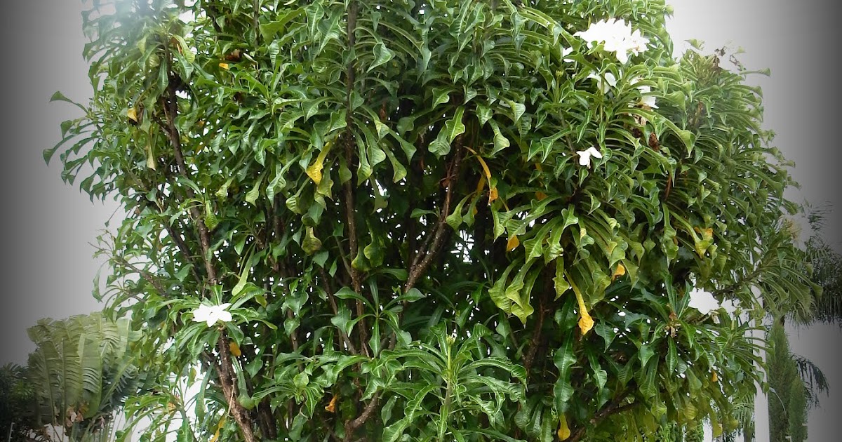 Meu Cantinho Verde: JASMIM-DO-CARIBE, BUQUÊ-DE-NOIVA - ( Plumeria pudica )