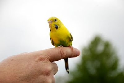yellow girl parakeet on a finger yellow girl parakeet
