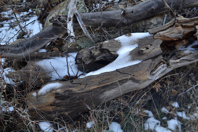 snow on a log