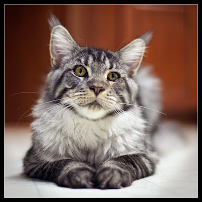 Stalone, the maine coon, 7 months