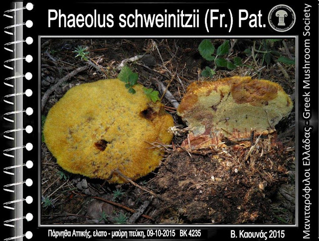 Phaeolus schweinitzii (Fr.) Pat.