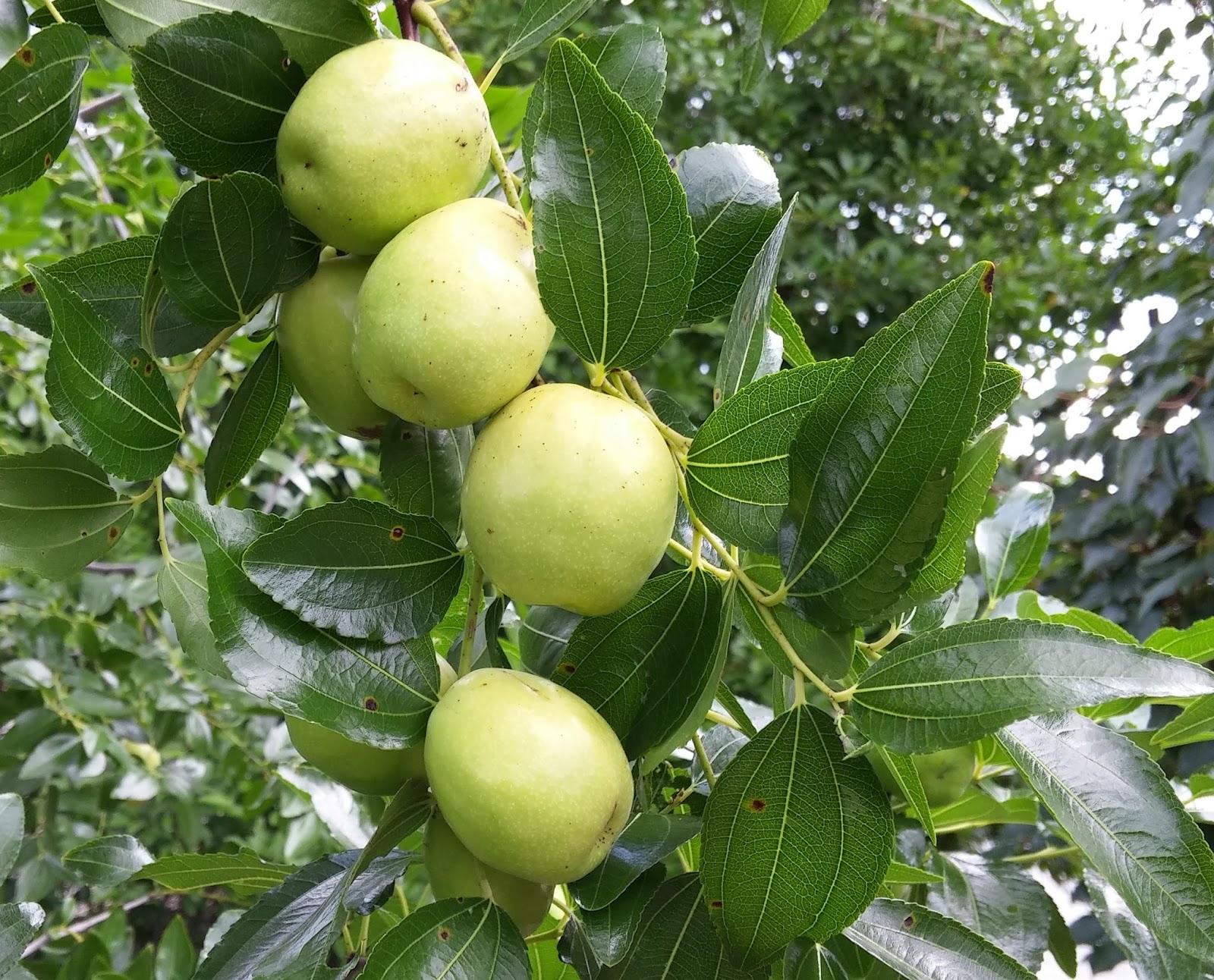 to the Pitt County Arboretum GROWING JUJUBE