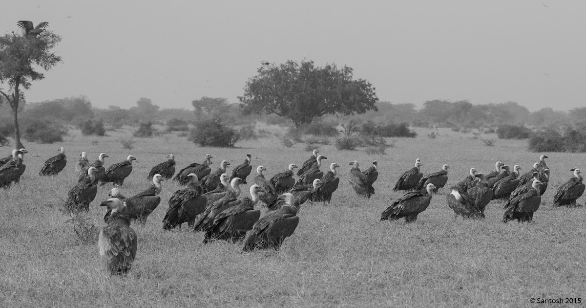 Rajasthan Birding - Jorbeed, Chhapar