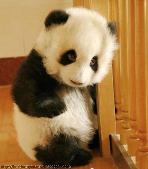 Cute little panda.