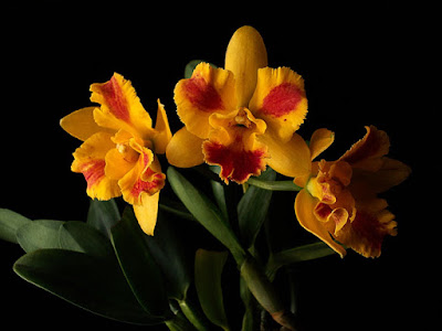 Orquídea Potinara Burana Beauty 'Burana'