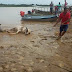 BAHIA / Caminhão que transportava bois cai no Rio São Francisco e animais morrem afogados em Xique-Xique