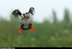 flying funny bird birds flight animal animals looking
