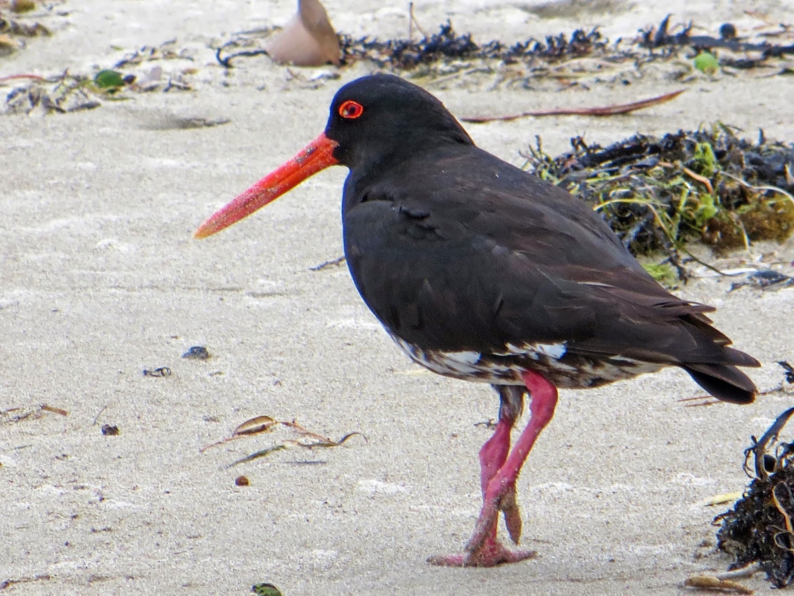 sconzani Birds of New Zealand part two seabirds