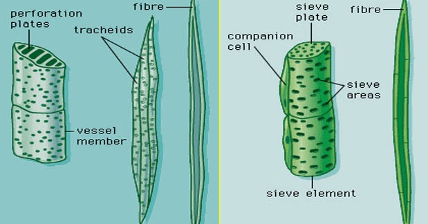 Gambar 4: Informasi tentang alam: Hubungan Keragaman dan Adaptasi Struktur
