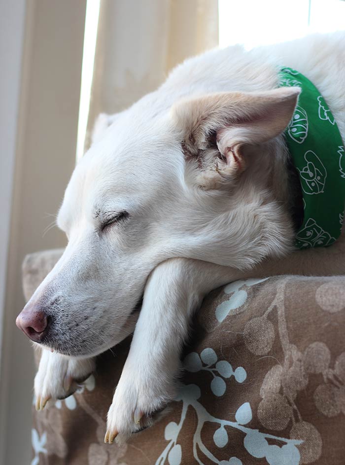 diy dog calming spray