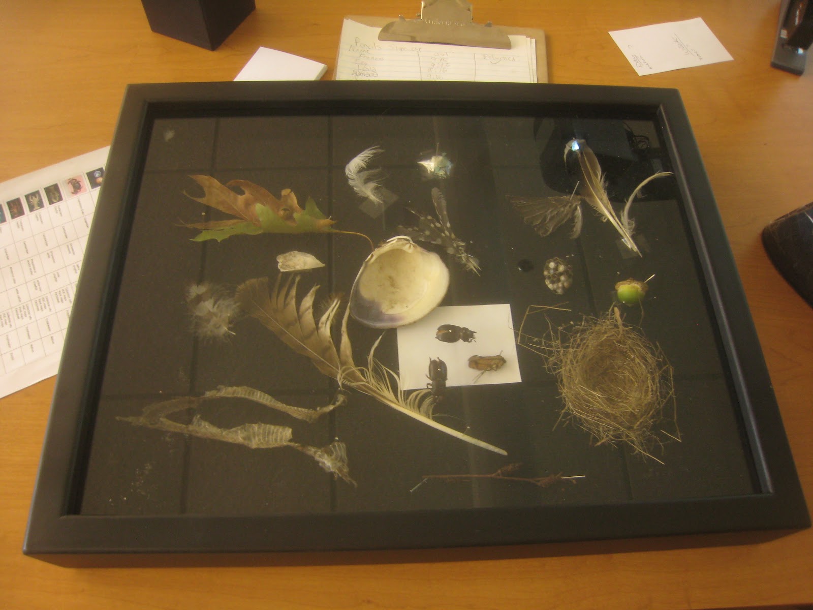 Urban Naturalists at Nathan Bishop Middle School: Urban Naturalist ...
