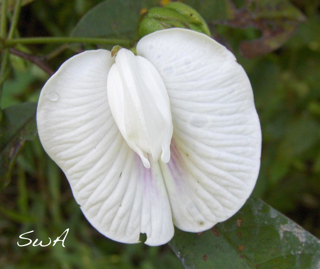 Большой Клитор Фотографии — Queenphoto.Ru